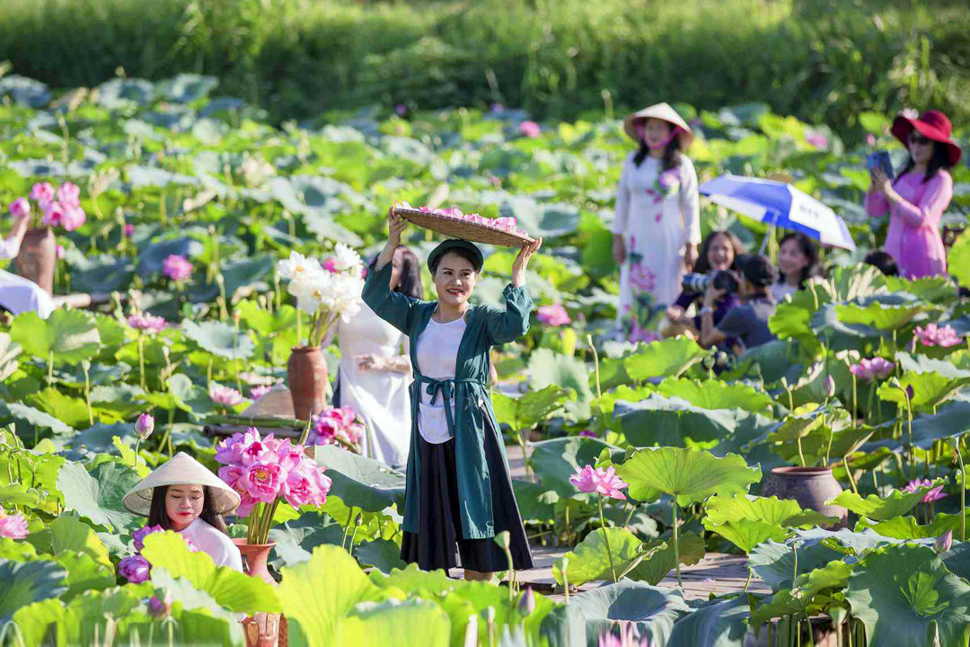 Lễ hội Sen Hà Nội 2026: Lan tỏa bản sắc Thăng Long – Hà Nội