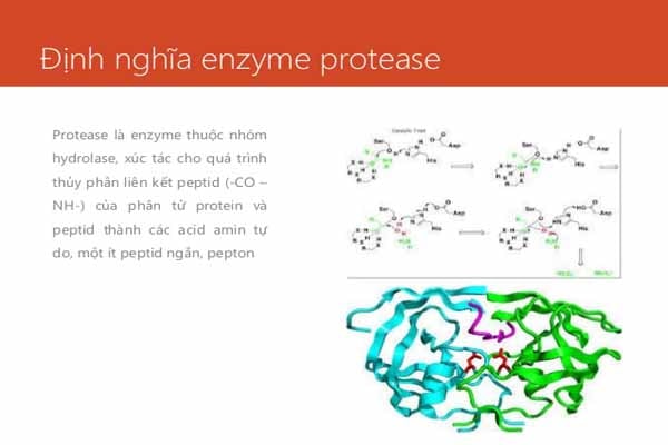 Ứng dụng của Enzyme thủy phân protein và phân giải protein