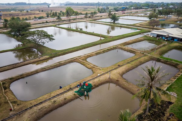 Tiềm năng nuôi trồng thủy sản quảng canh